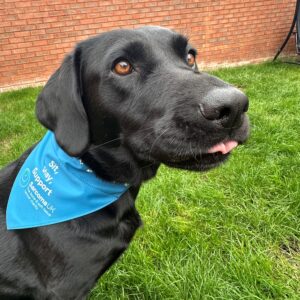 Black Labrador wearing blue bandana